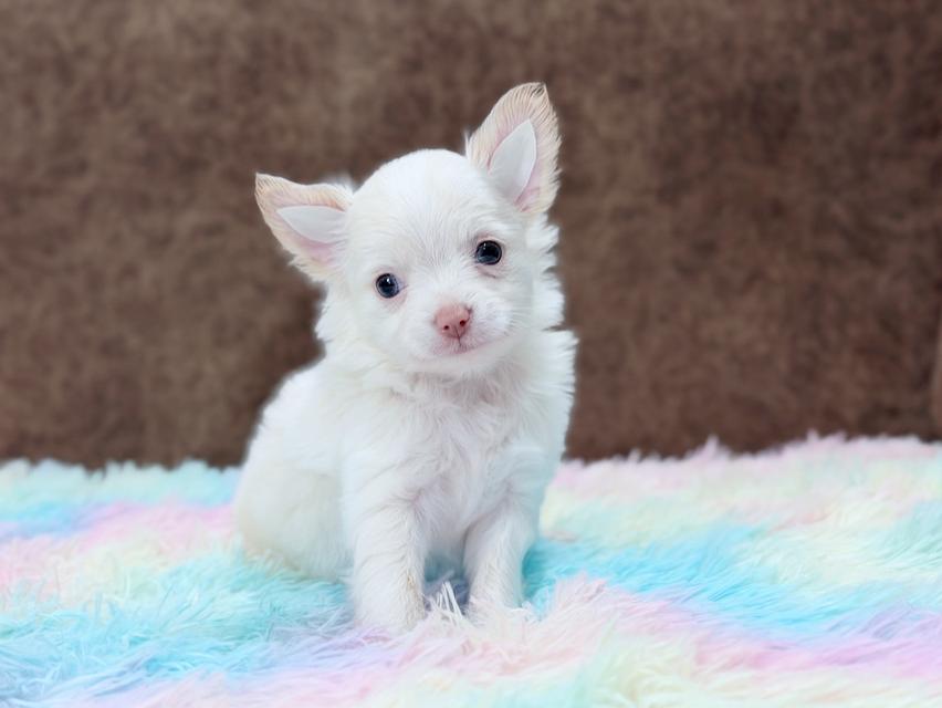 ชิวาวาแท้ ขนยาว เพศผู้ รูปที่ 4