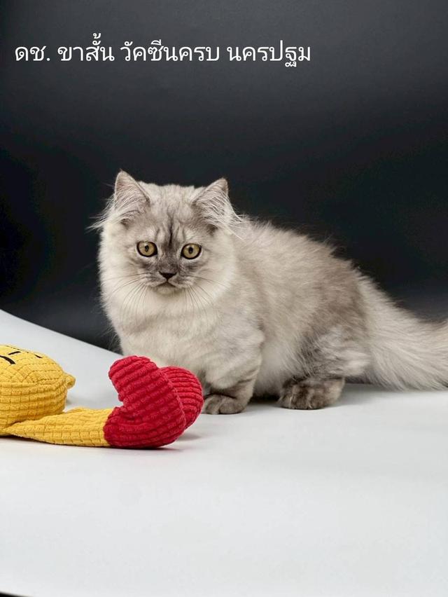 แมวมันช์กิ้น ขาสั้น วัคซีนครบ