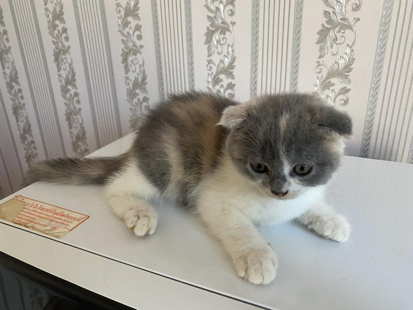 แมวสก็อตติสแท้ 100% ผญ หูพับ