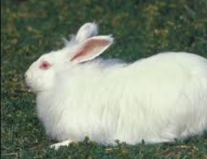 กระต่ายซาตินแองโกลา 3