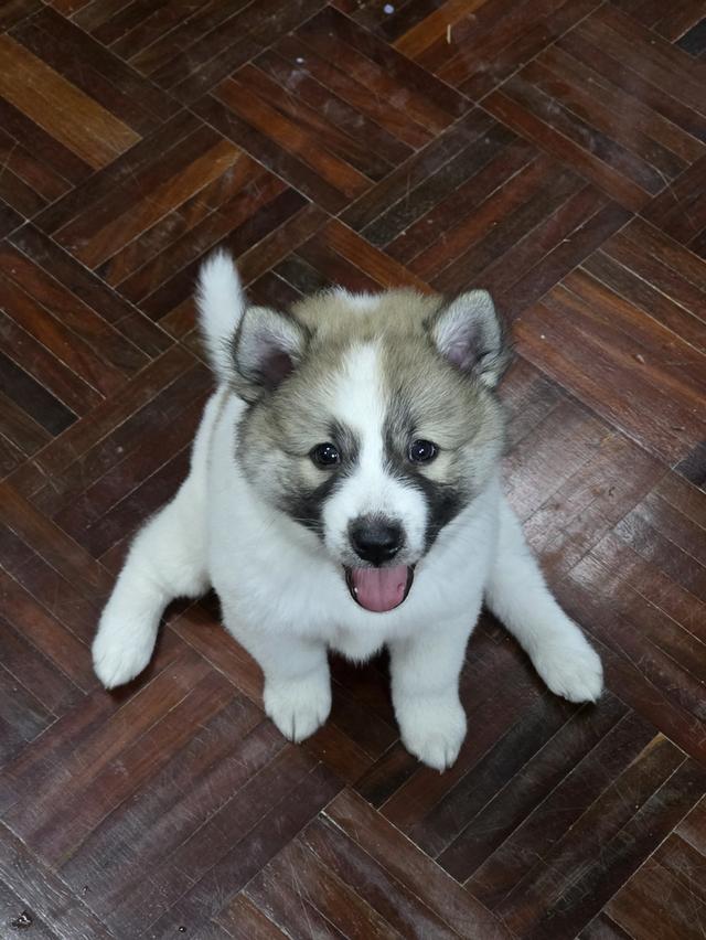 ลูกสุนัขไทยบางแก้วเพศเมีย