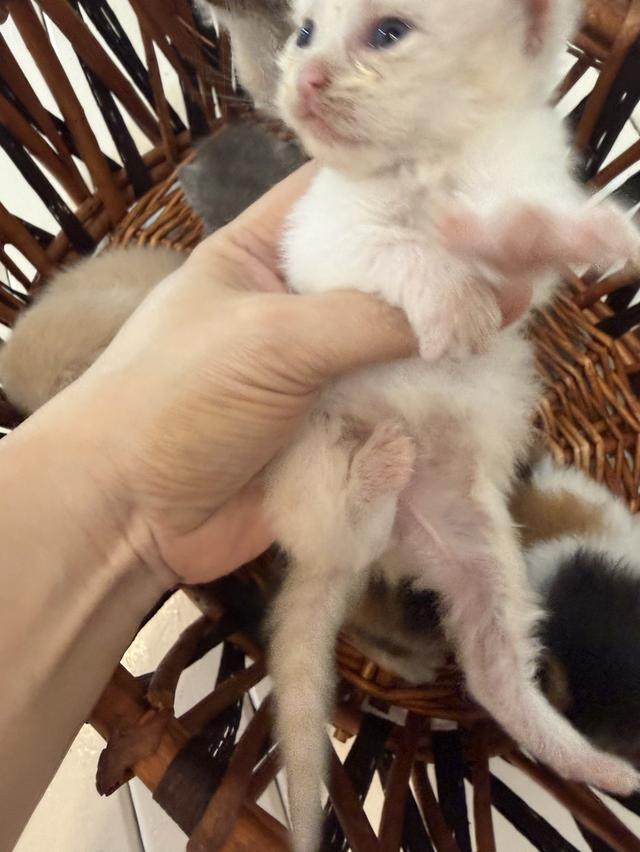 ลูกแมวสก็อตติช/เปอร์เซีย และมันชกิ้นขายาว รูปที่ 8