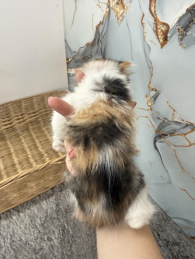 ลูกแมวพันธุ์สก๊อตติชแท้ รูปที่ 3