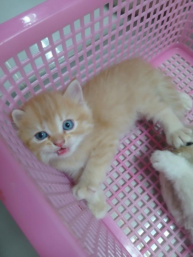 น้องเปอร์เซีย สีส้ม ครีม เสือ รูปที่ 10