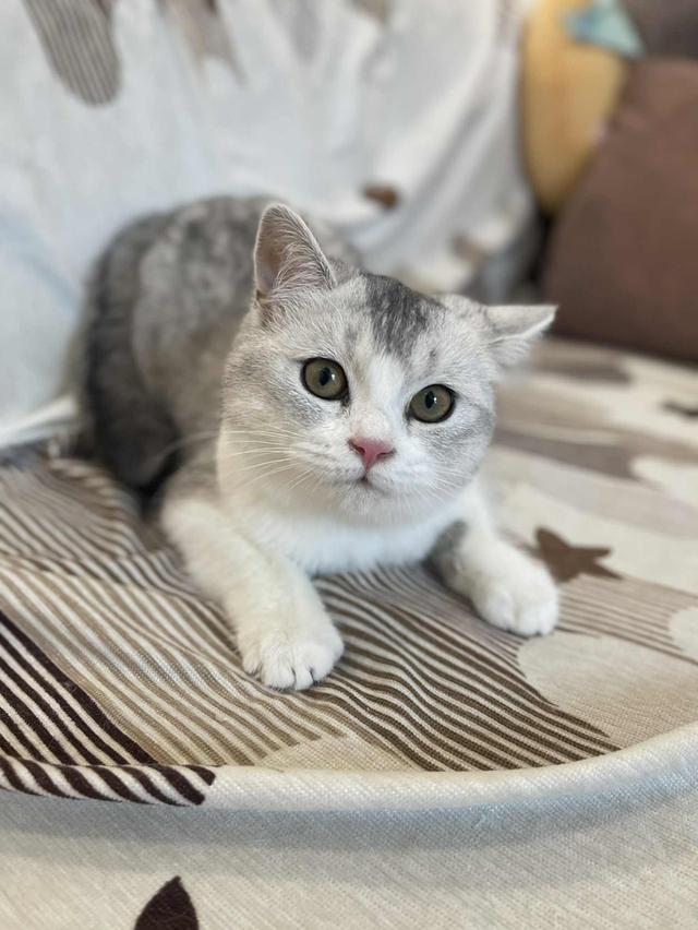 สาวสก็อต 8