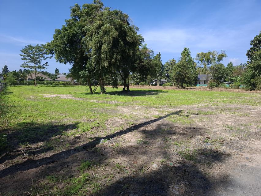 ที่ดินเปล่าขนาด 1ไร่ 3งาน62ตรว. 3