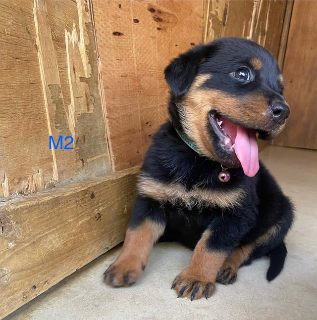 สุนัขร็อตไวเลอร์ โครงสร้างสวย กระโหลกใหญ่ รักเจ้าของ รูปที่ 5