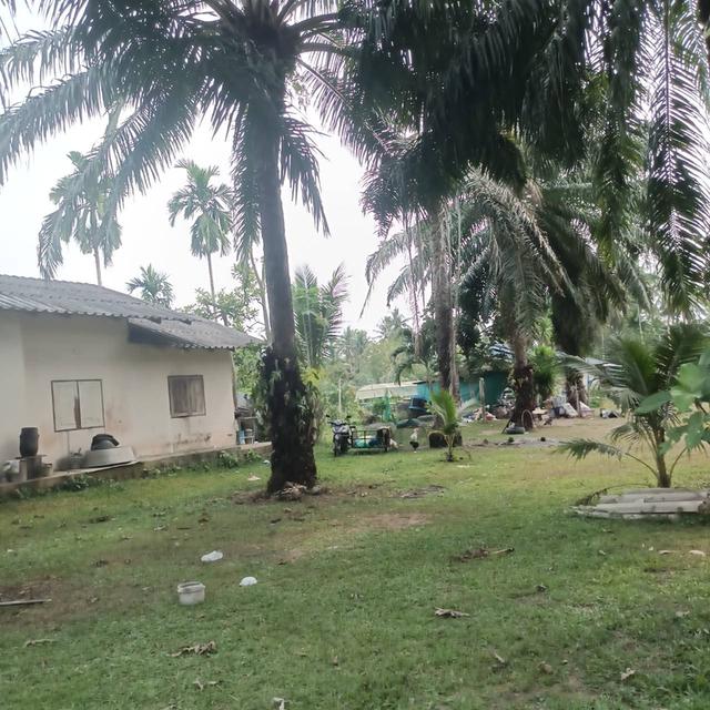 ขายบ้านพร้อมที่ดิน + กิจการผักไฮโดรโปนิกส์ พร้อมรายได้ทันที จ.ชุมพร 7