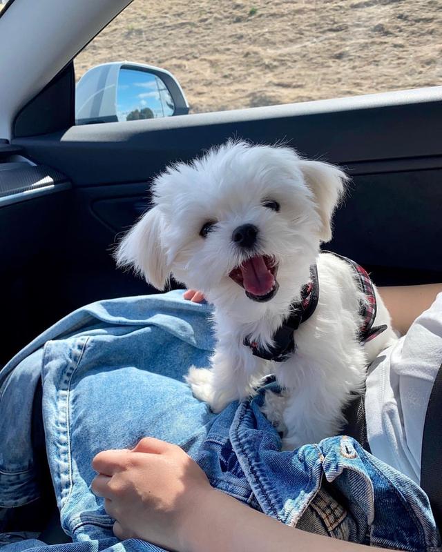 Maltese Puppies WhatsApp me : +66 63 826 3042 รูปย่อยที่ 2