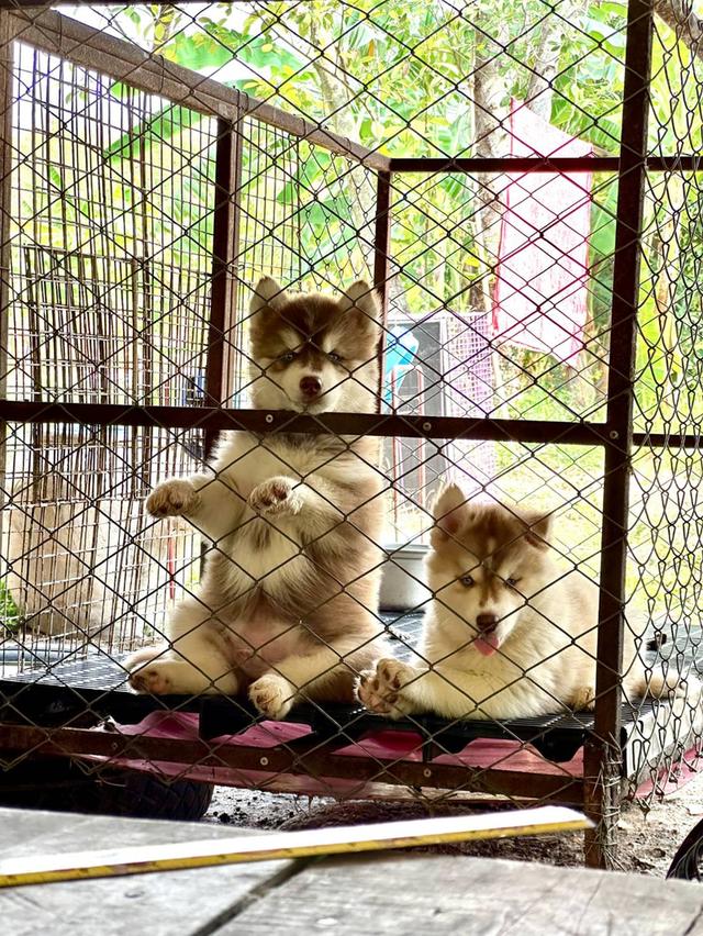 ลูกสุนัขไซบีเรียนแท้ 2