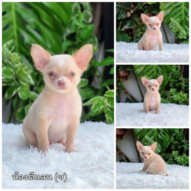 น้องดีแลนชิวาวาขนสั้นสีครีมไซส์เล็กหัวสวยหน้าหัก