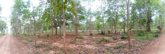 ที่ดินแปลงย่อยแบ่งขายจังหวัดหนองบัวลำภู ใกล้ศูนย์ราชการ วิวภูเขา น้ำไม่ท่วม ขนาด 100 ตารางวา+ 2