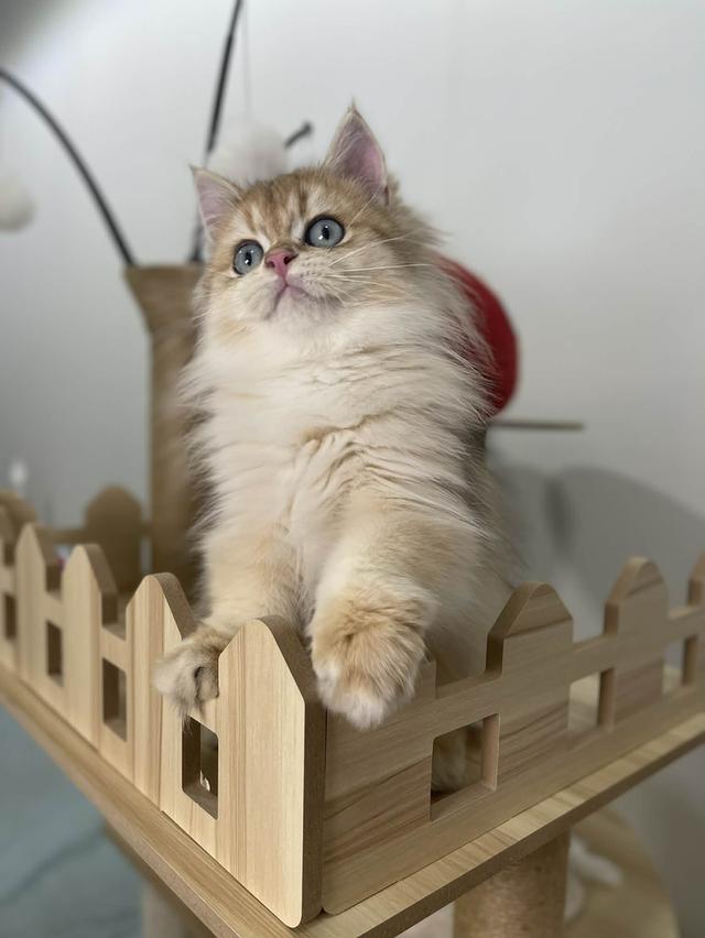 British Longhair WCF 4