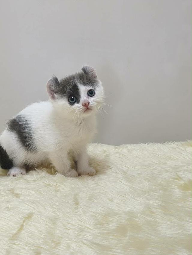 แมว อเมริกันเคิล น้องแมวหูบิน 20