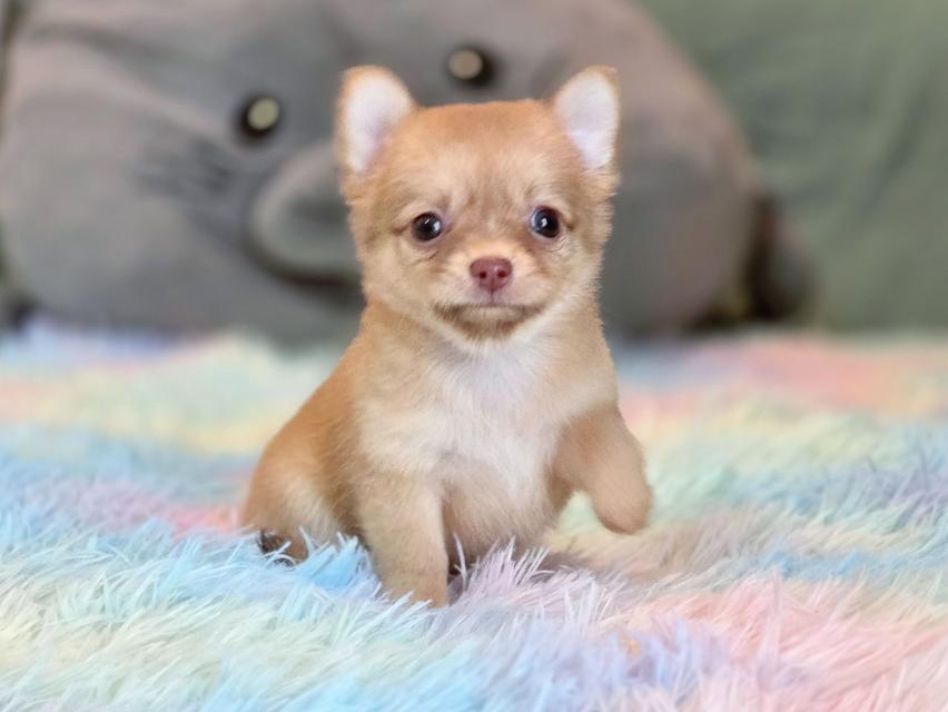 ชิวาวาแท้ขนยาว เพศเมีย รูปที่ 7