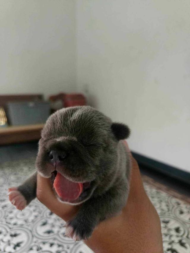 ลูก French Bulldog ราคาเบาๆ 3