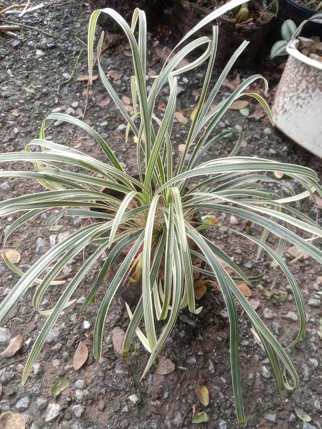 เศรษฐีไซ่ง่อนด่าง ส่งเป็นต้นเพาะชำ  11