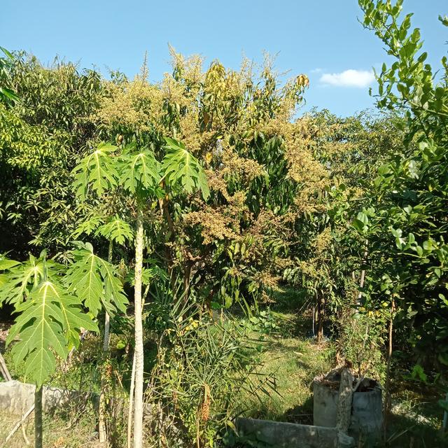 ขายสวนมะม่วงพร้อมบ้านราคา2400000บาท 7