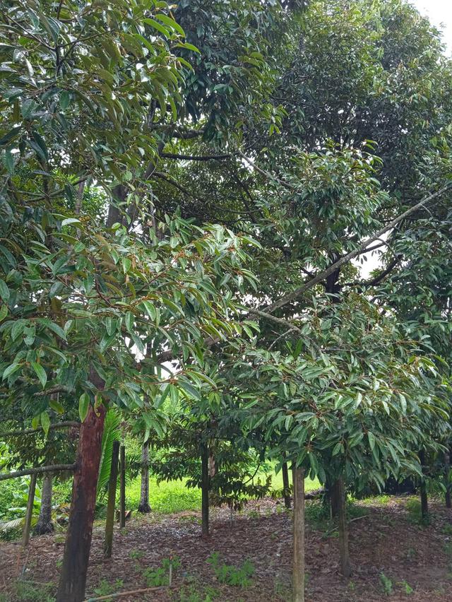 ขายบ้านสวนผลไม้พร้อมที่ดิน 7
