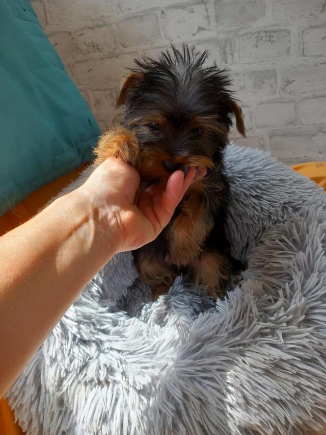 Yorkie Puppies for sale รูปที่ 3
