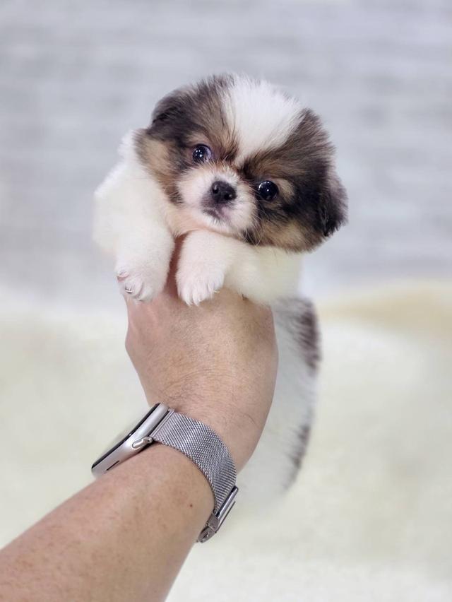 ปอมผสมชิสุ เพศผู้ รามอินทรา 9