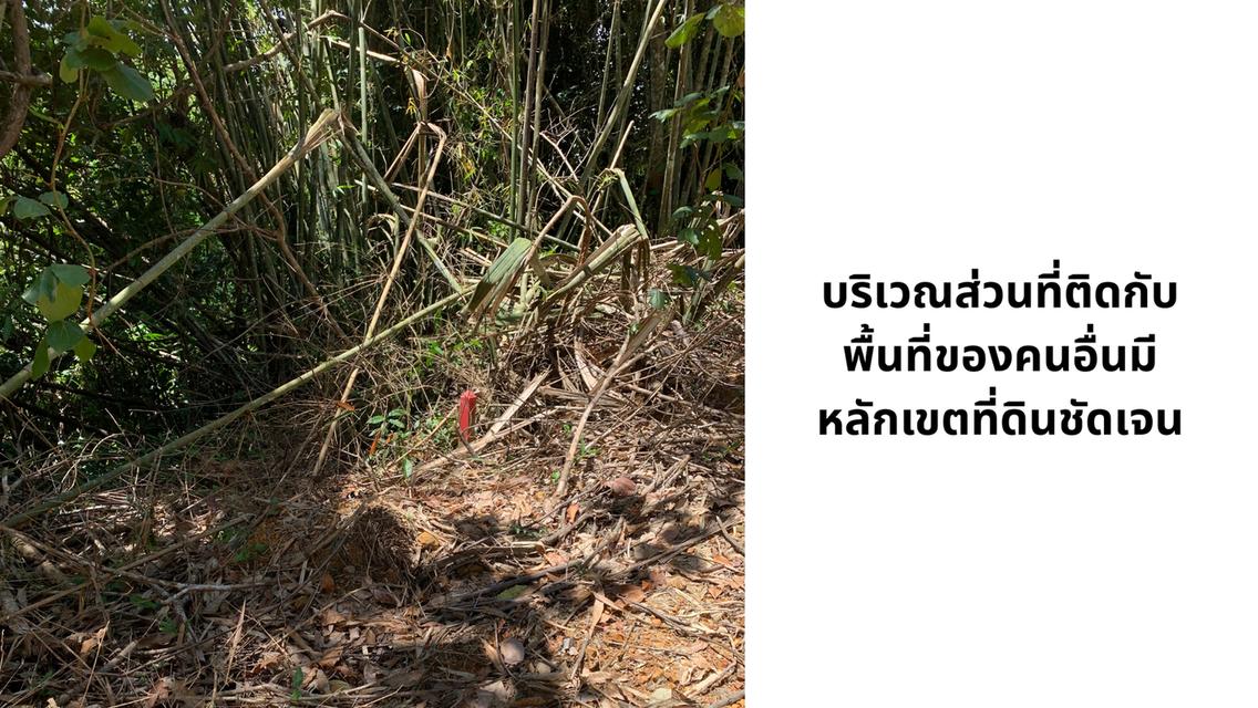 ขายที่ดินผืนใหญ่พร้อมสวนยางพาราและสวนปาล์ม มีลำห้วยโอมล้อม ต.บางหิน อ.กะเปอร์ จ.ระนอง 10