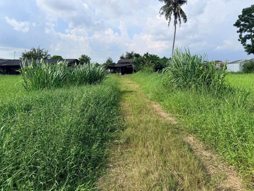 ขายด่วนที่ดิน 182 ตรว เหมาะสร้างบ้านสวน ต.สวนป่าน อ.เมืองนครปฐม จ.นครปฐม 5