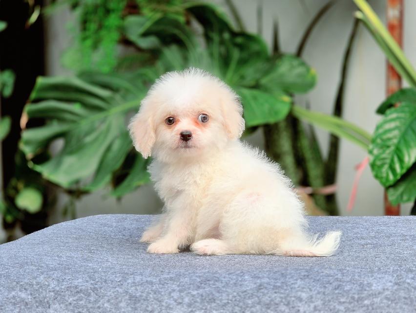 Poodleทอยสายพันธุ์แท้หนุ่มหล่อสีขาวครีมพร้อมย้ายบ้าน