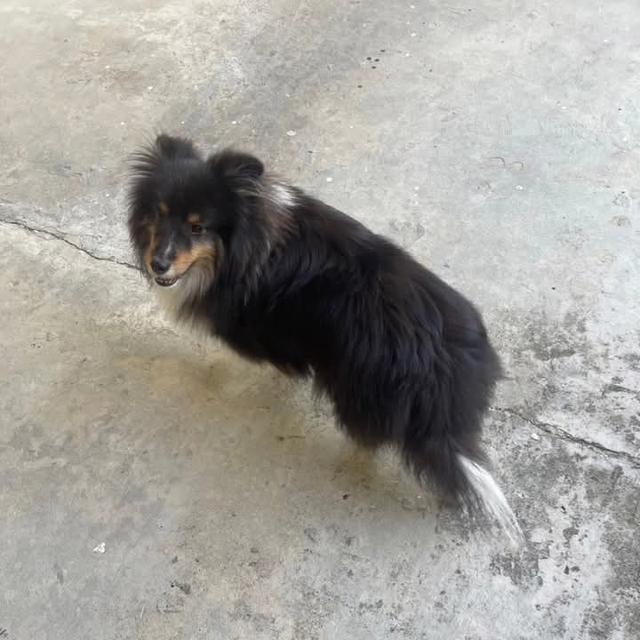 ขาย Shetland Sheepdog เพศเมีย