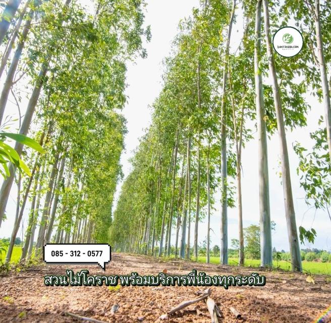 ต้นกระดาษ ยูคาเนื้อเยื่อ เค7 รูปย่อยที่ 2