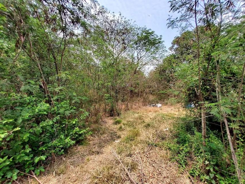 ขายถูกที่ดินคลองหก 2 ไร่ 2 งาน ติดถนนคอนกรีตสาธารณะ ซอย คลองหก ตต.31 อ.คลองหลวง จ.ปทุมธานี 7