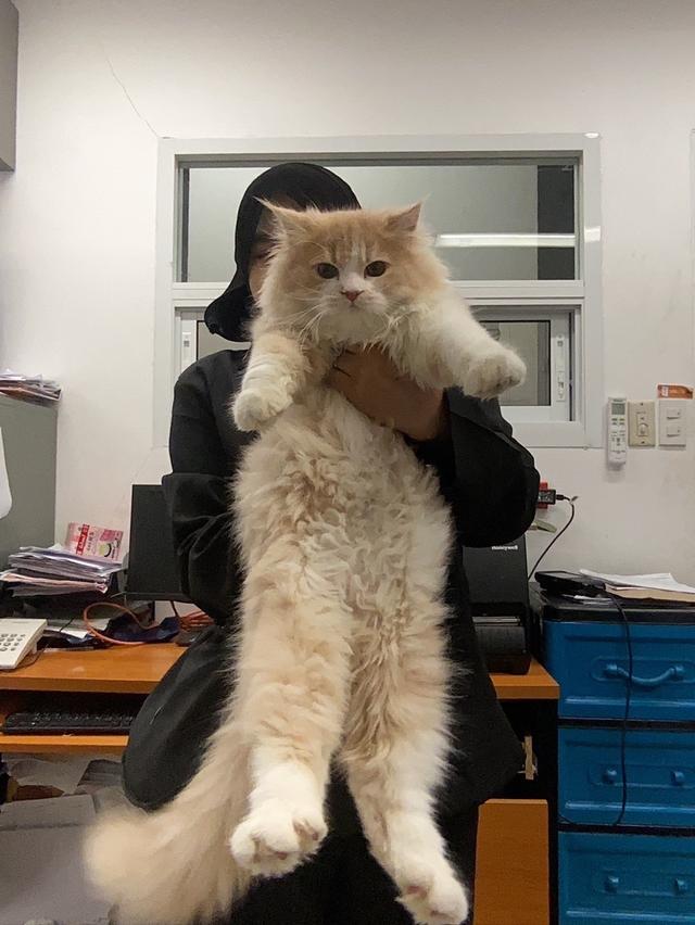 เเมวผสม