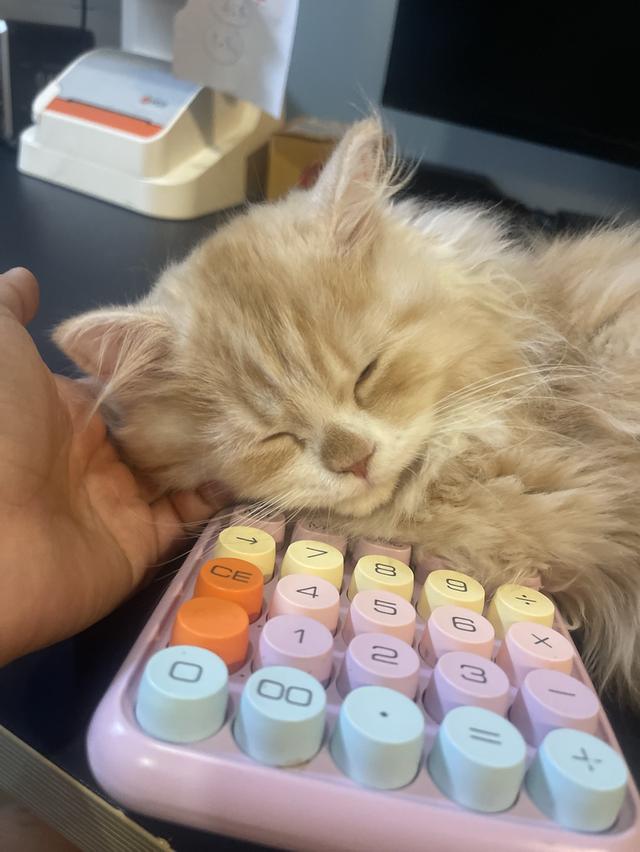 แมวส้มขี้อ้อนนวดเก่ง(เด็กชาย 3 เดือน)นิสัยขี้อ้อนสุดๆ รูปที่ 11