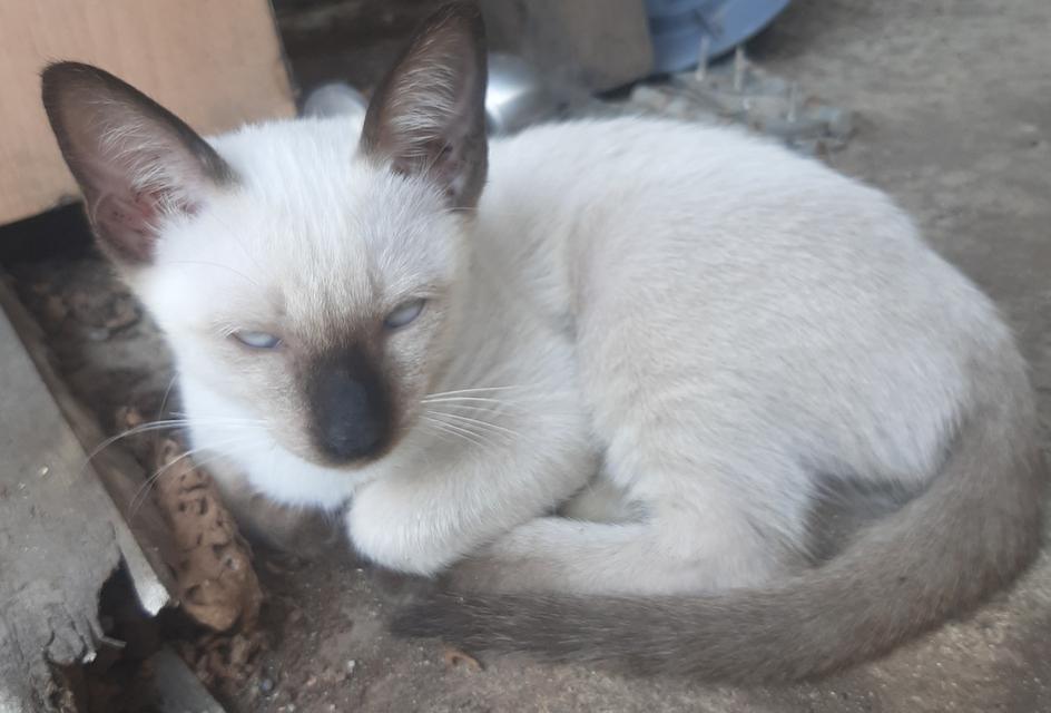 ลูกแมววิเชียรมาศ บ้านปุ้มปุ้ย