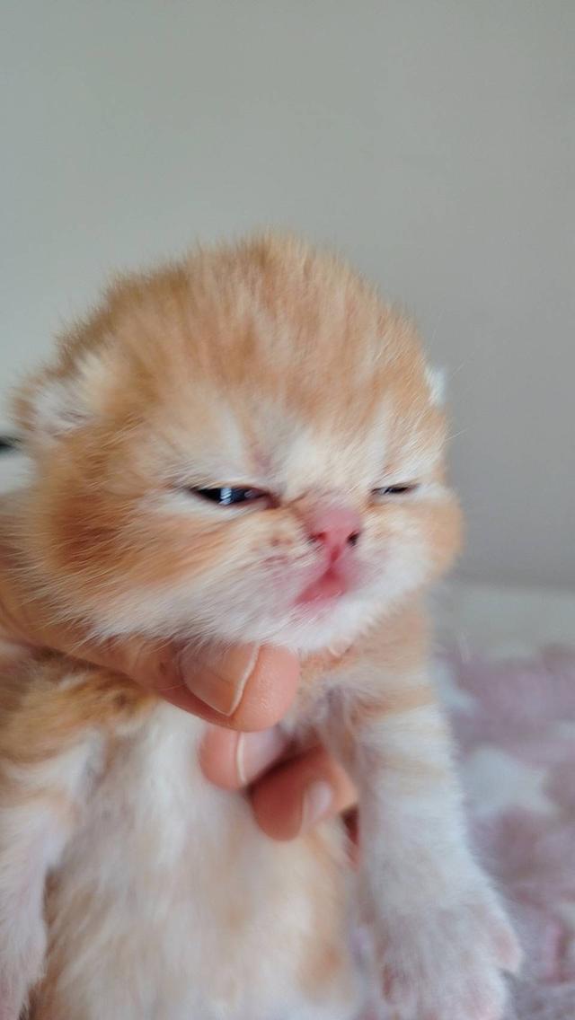 แมว EXO ติก   🔥🔥🏠🔥 แมวหน้าบี้ รูปที่ 6