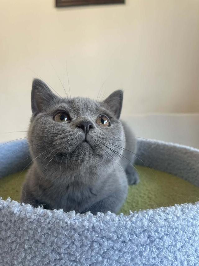 British Shorthair พร้อมใบ WCF ดช รูปที่ 13