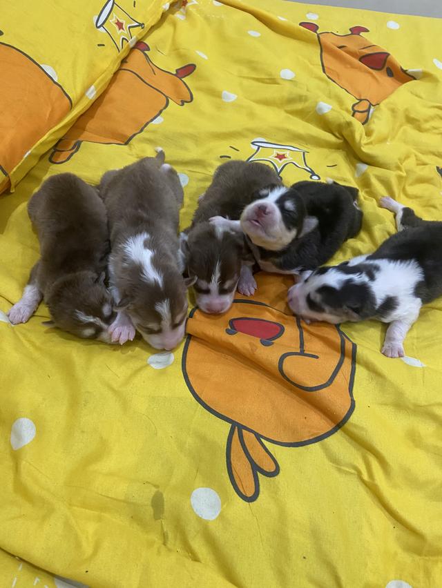 ลูกสุนัขไซบีเรียนสายพันธ์แท้ผู้3เมีย1