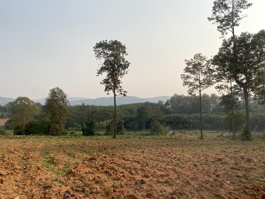 ขายที่ดิน 37 ไร่ ติดทางหลวงสาย เลย เพชรบูรณ์ 16