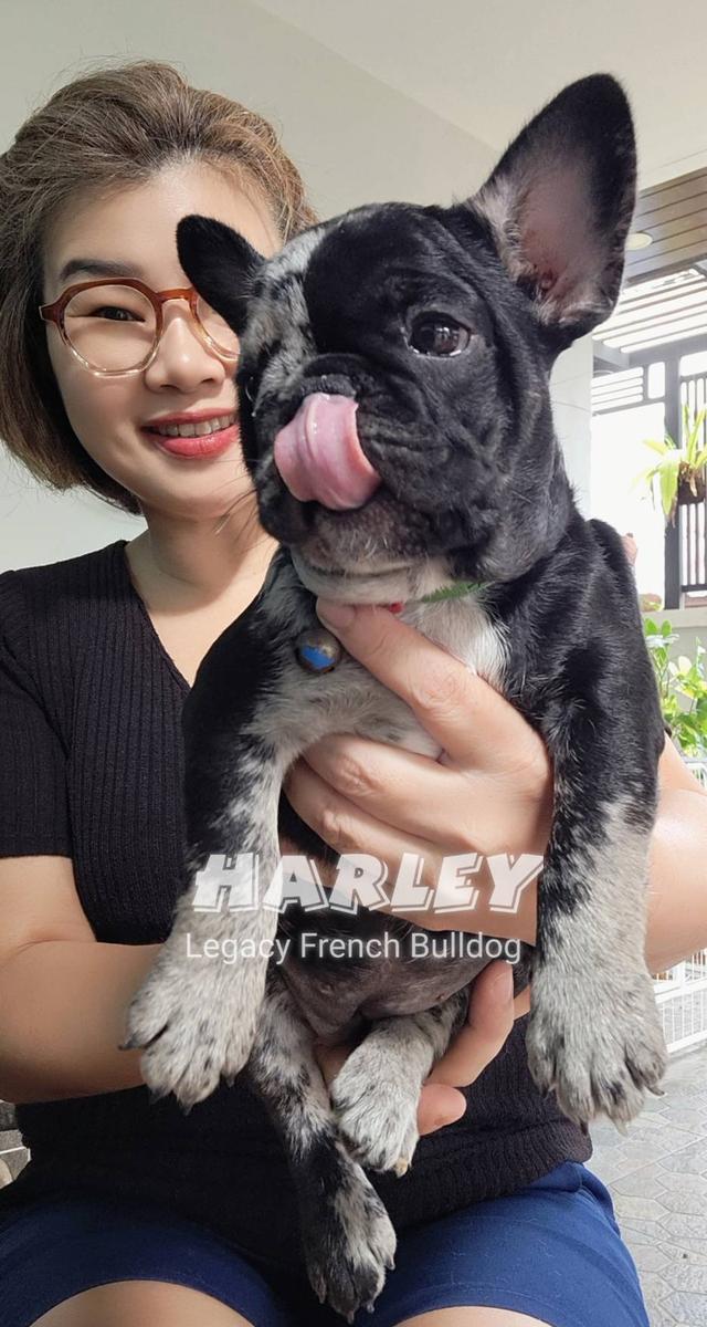 Harley, Exotic French Bulldog, black merle, rare color 18