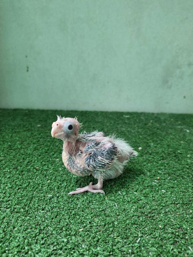 ลูกป้อนนกแก้วค๊อกคาเทล