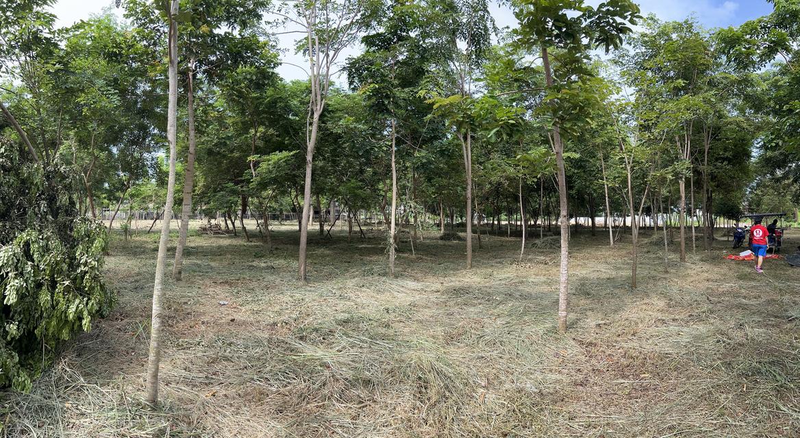 ขายที่ดิน 5