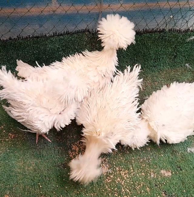 ไก่โปแลนด์ขนกลับสีขาวชุด4ตัวผู้1เมีย3"ส่งฟรีทั่วไทย" รูปที่ 4
