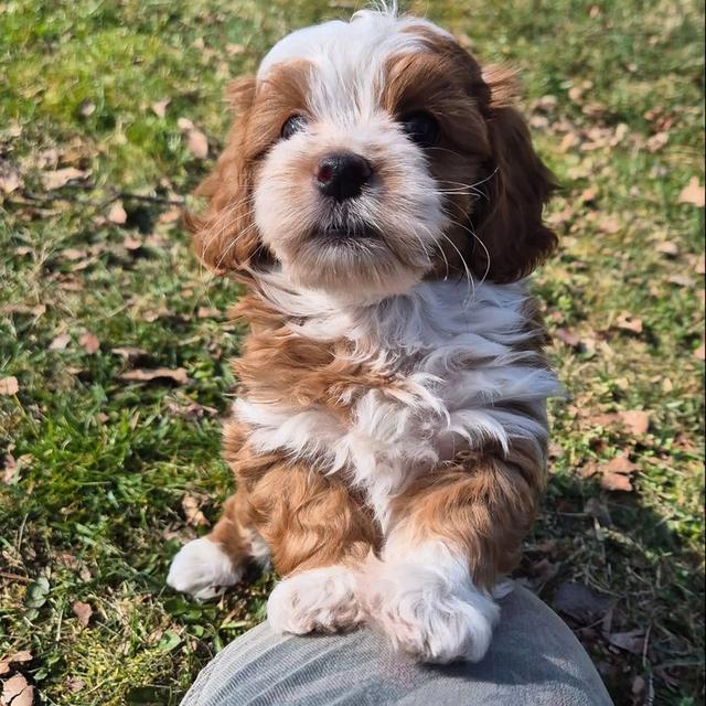 Havanese puppies  WhatsApp me : +66 63 826 3042