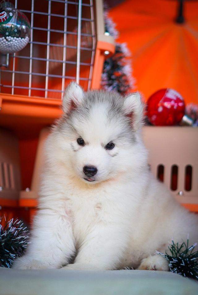 西伯利亚哈士奇幼犬出售 | 泰国 纯种认证 | 血统证书 | 健康保障 รูปที่ 13