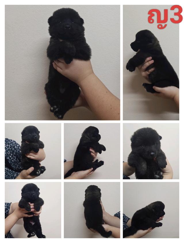 ลูกสุนัขอเมริกันอาคิตะ เกิด 7/7/2025 2