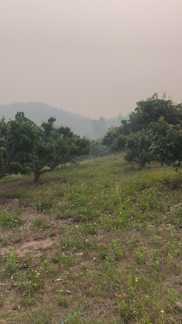 ขายที่ดินสวนลำไยและที่เปล่า 2