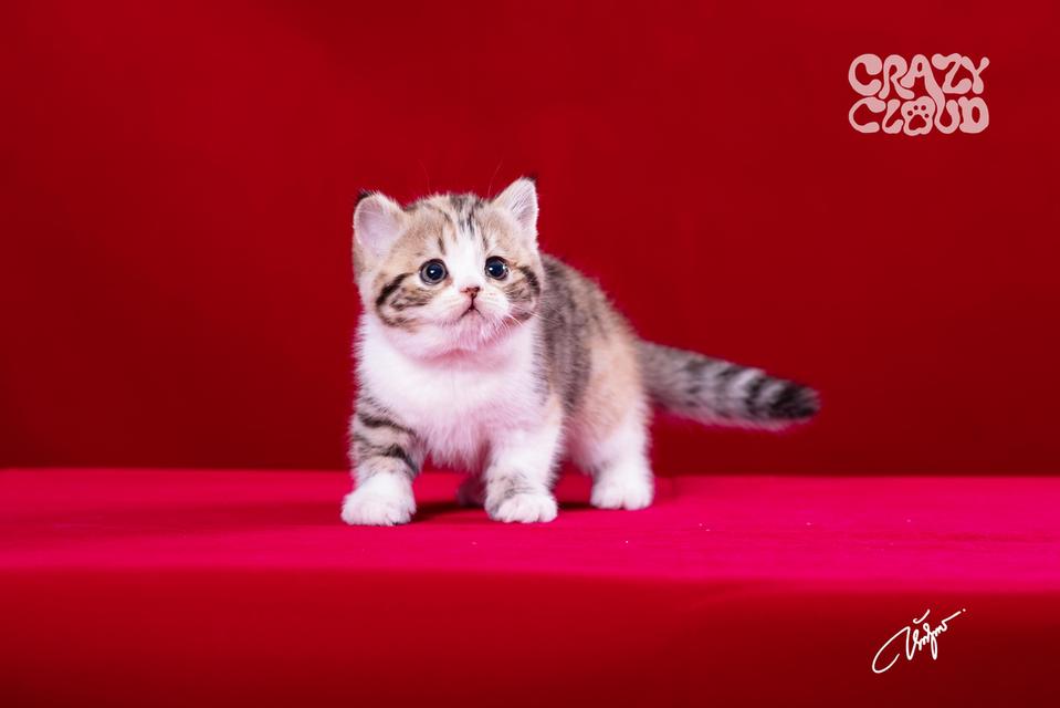 SCOTTISH FOLD หูตั้ง 💗♀︎ Female 4