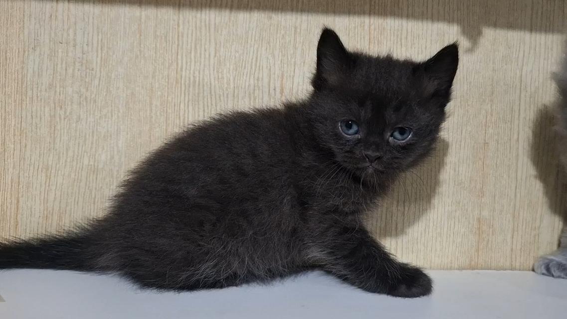 ลูกแมวบริติช British Shorthair , British Longhair รูปที่ 7