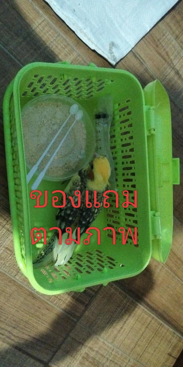 ขายลูกป้อนนกค๊อกคาเทล