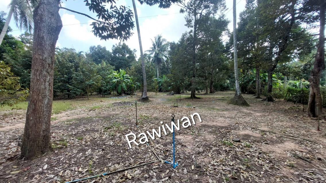 ขายที่ดิน สวนทุเรียน 2ไร่100ตรว. จ.ชุมพร 1